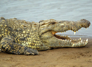 #10 Crocodiles