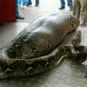 snake eats human