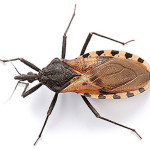 Assassin bug